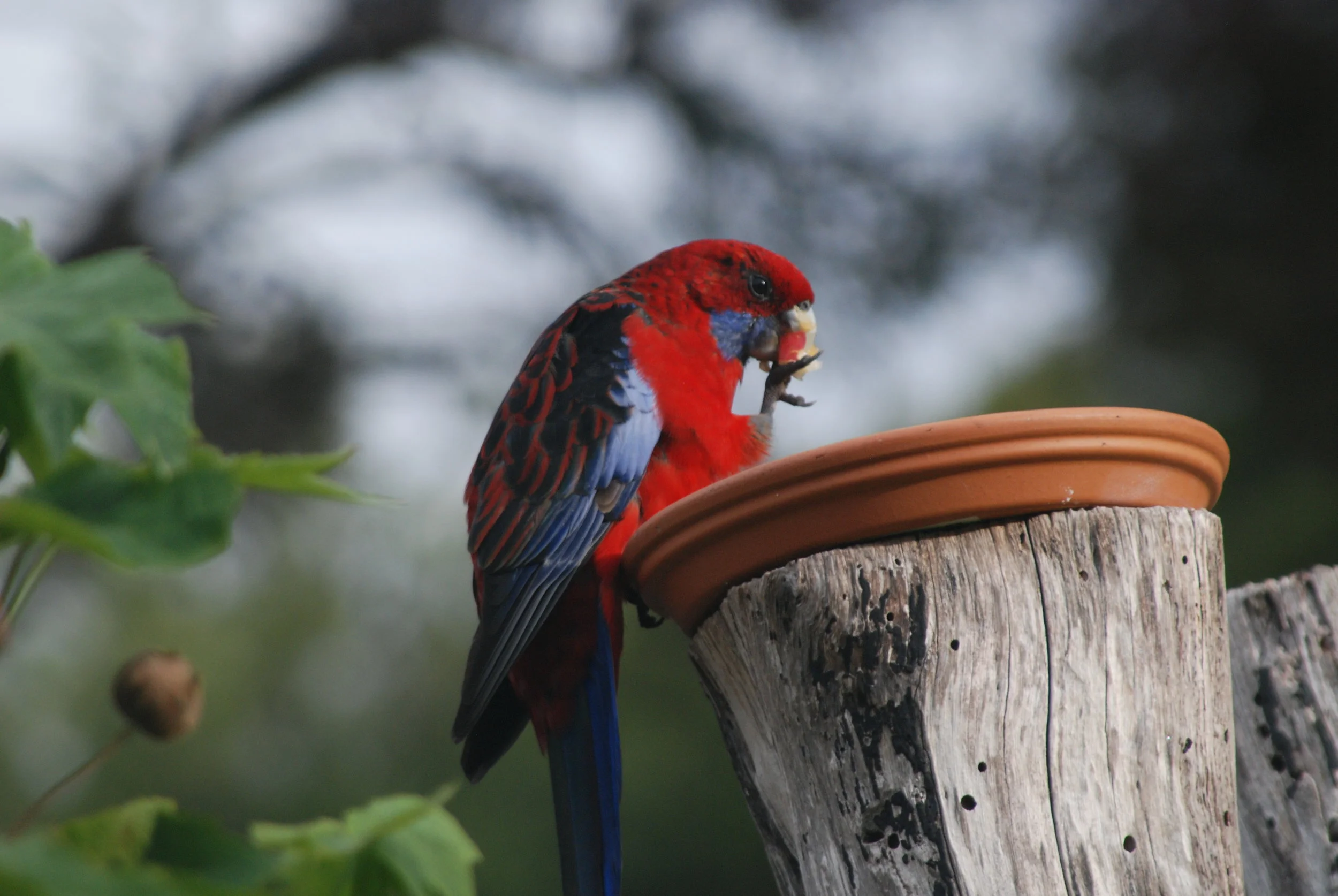 Birdlife in the Park