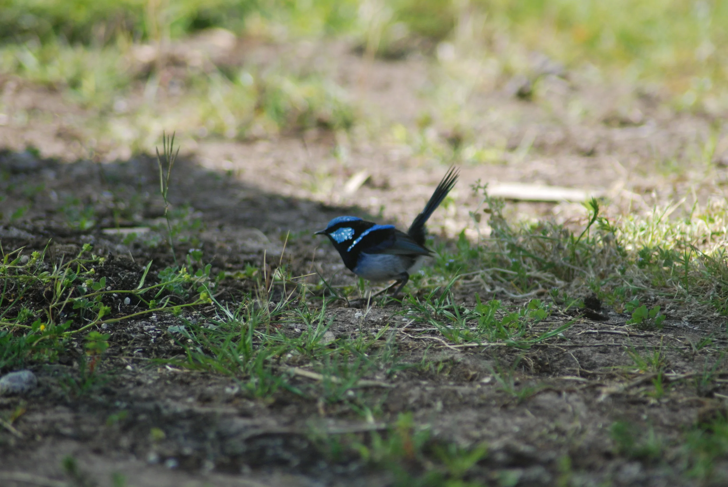 Birdlife in the Park