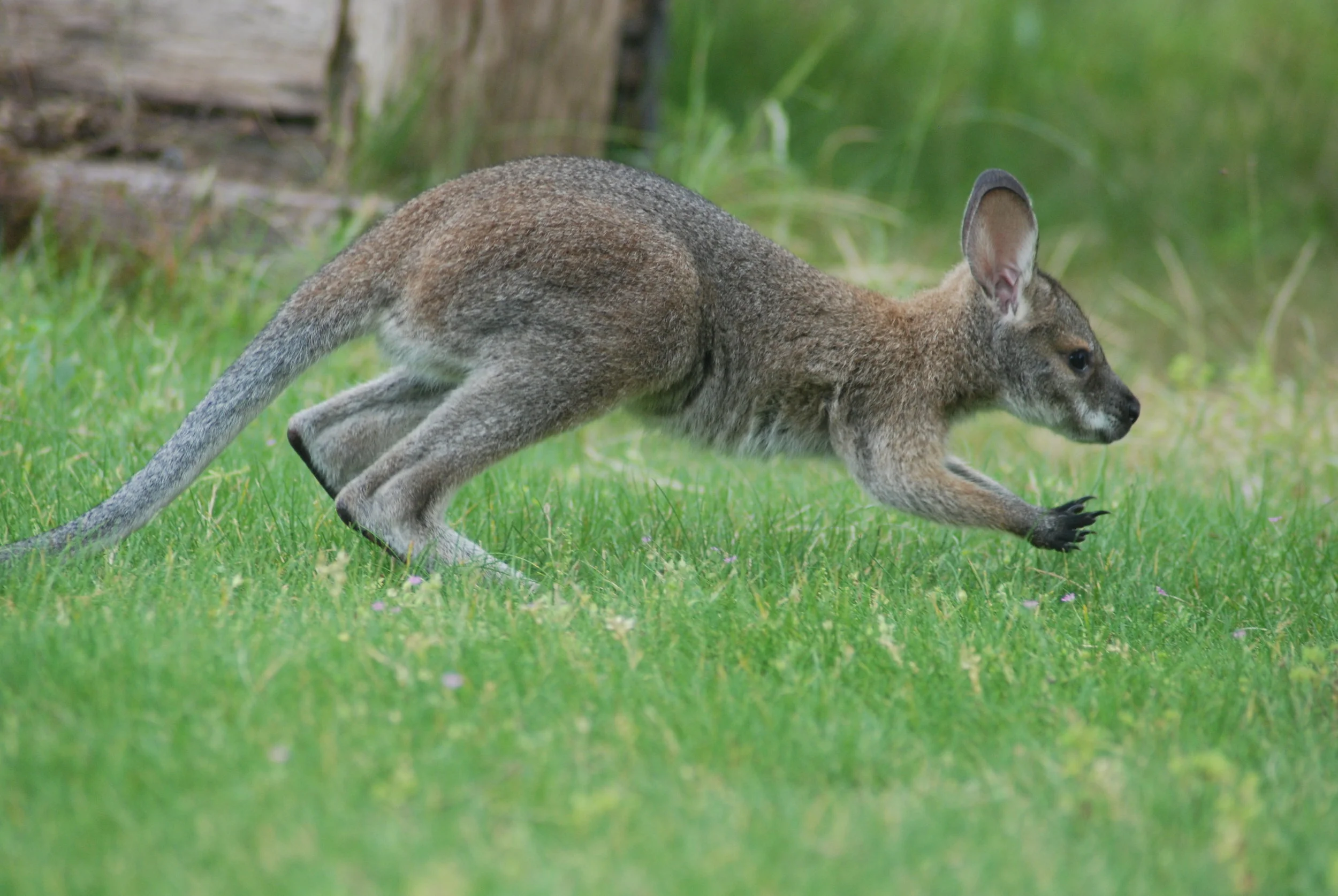 Fauna Visitors to our Park