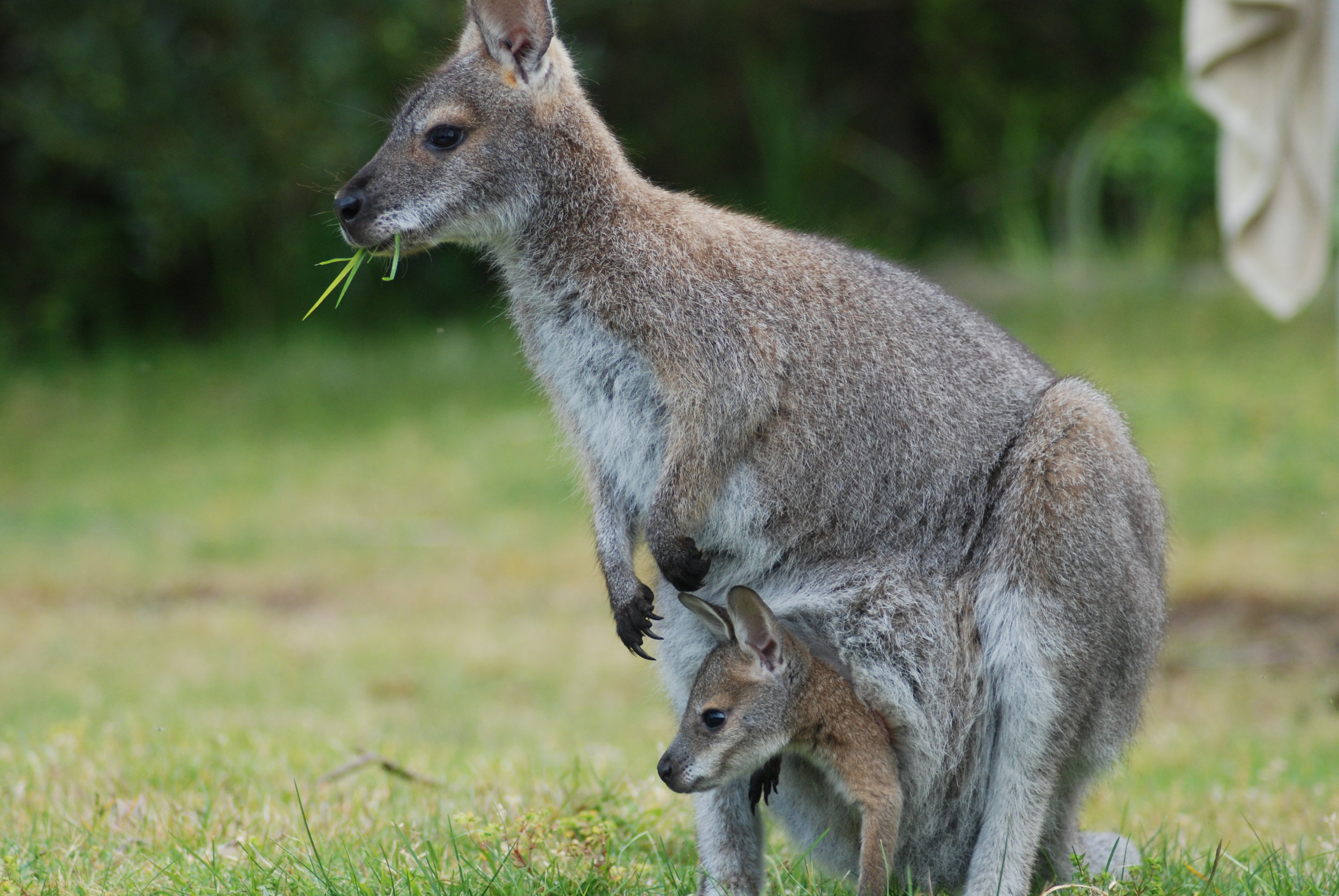 Fauna Visitors to our Park