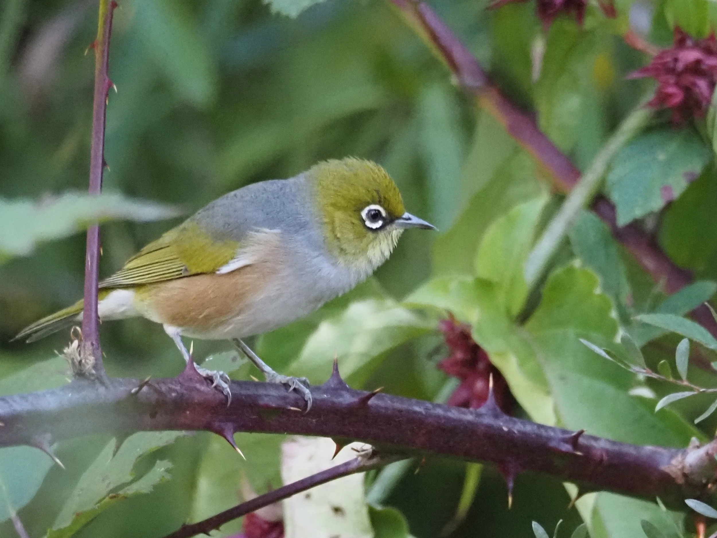 Silver Eye - Photo by Tony Uhe