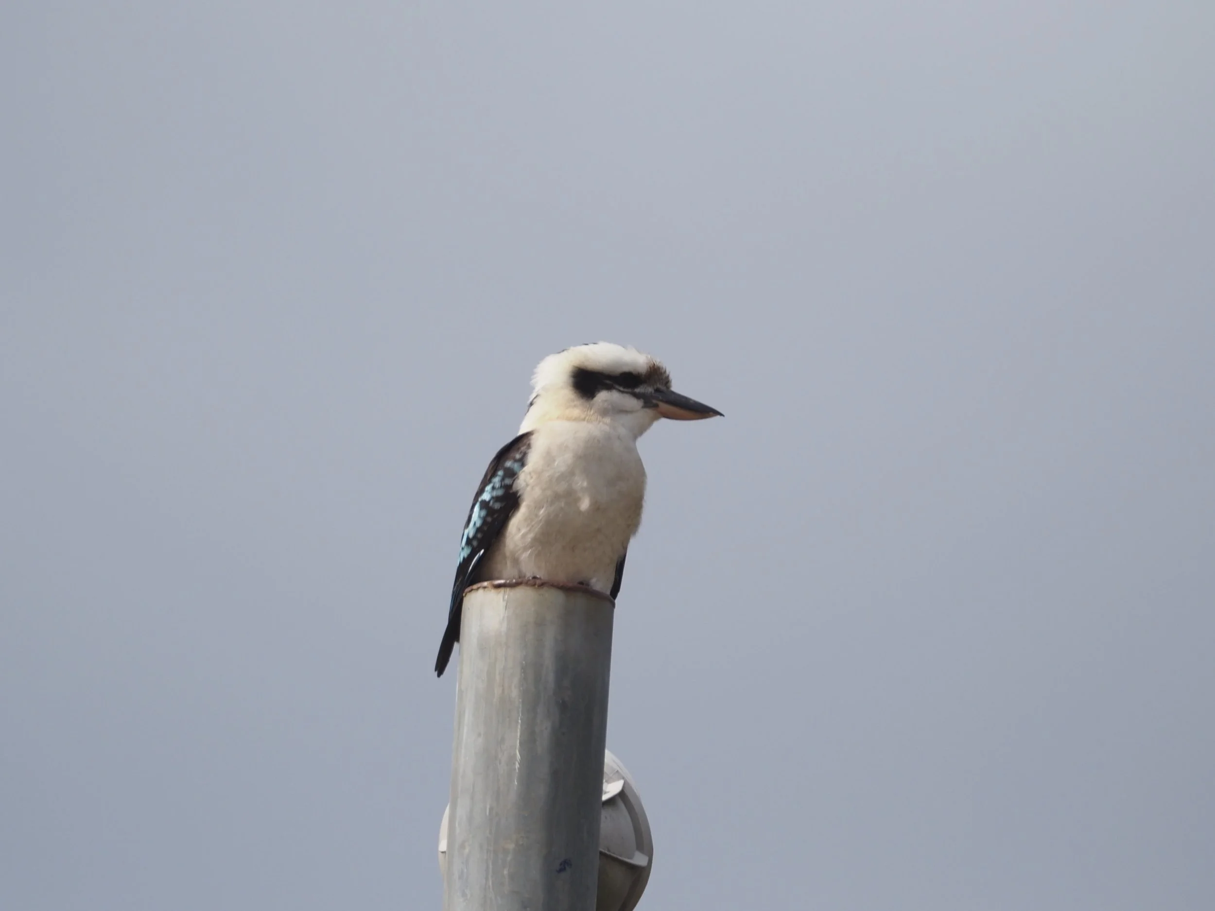 Kookaburra - Photo by Tony Uhe