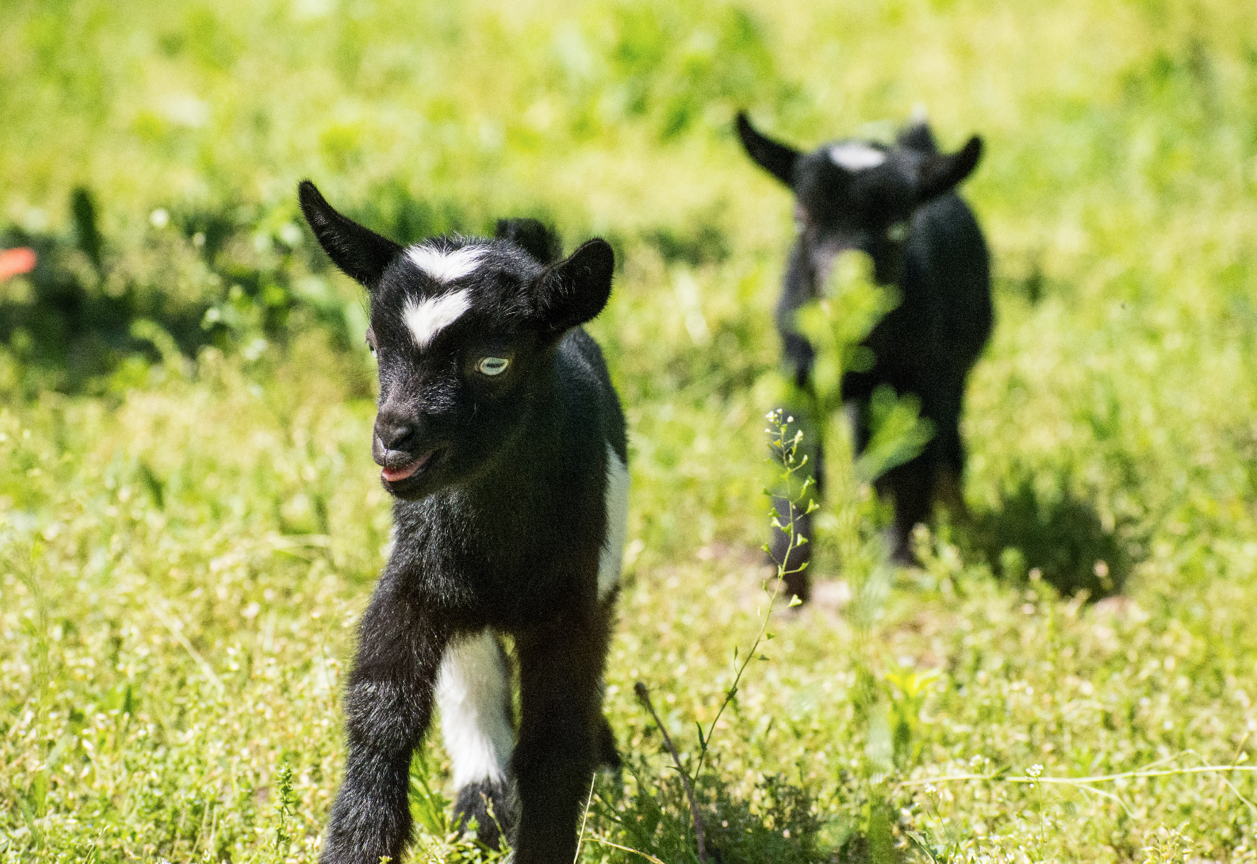 goat_yoga_class_dabble_chicago.png