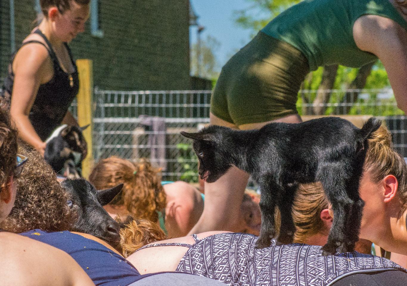 goat_yoga_chicago_dabble.png