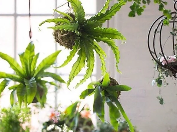 Hundred of people have taken gardening and craft classes with Urban Sprouts since 2016.