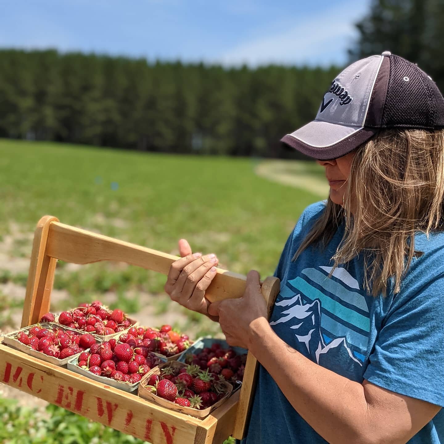 We went strawberry picking in Maine yesterday at a real Farm. 🍓

I wanted to go because I just wrote my blog on The Gospel of Stewarding the Earth (link in bio, click on Blog).

So in the half hour that we fingered through green plants to find those