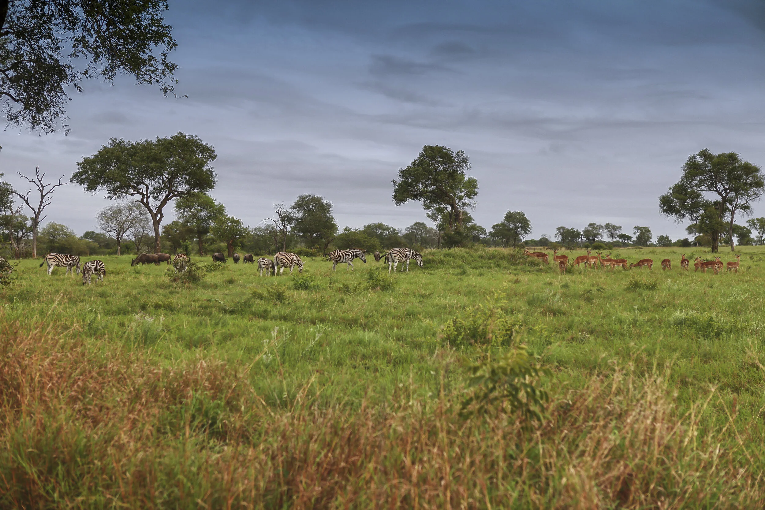 Black Wildebeest-Zebra-Impala.JPG