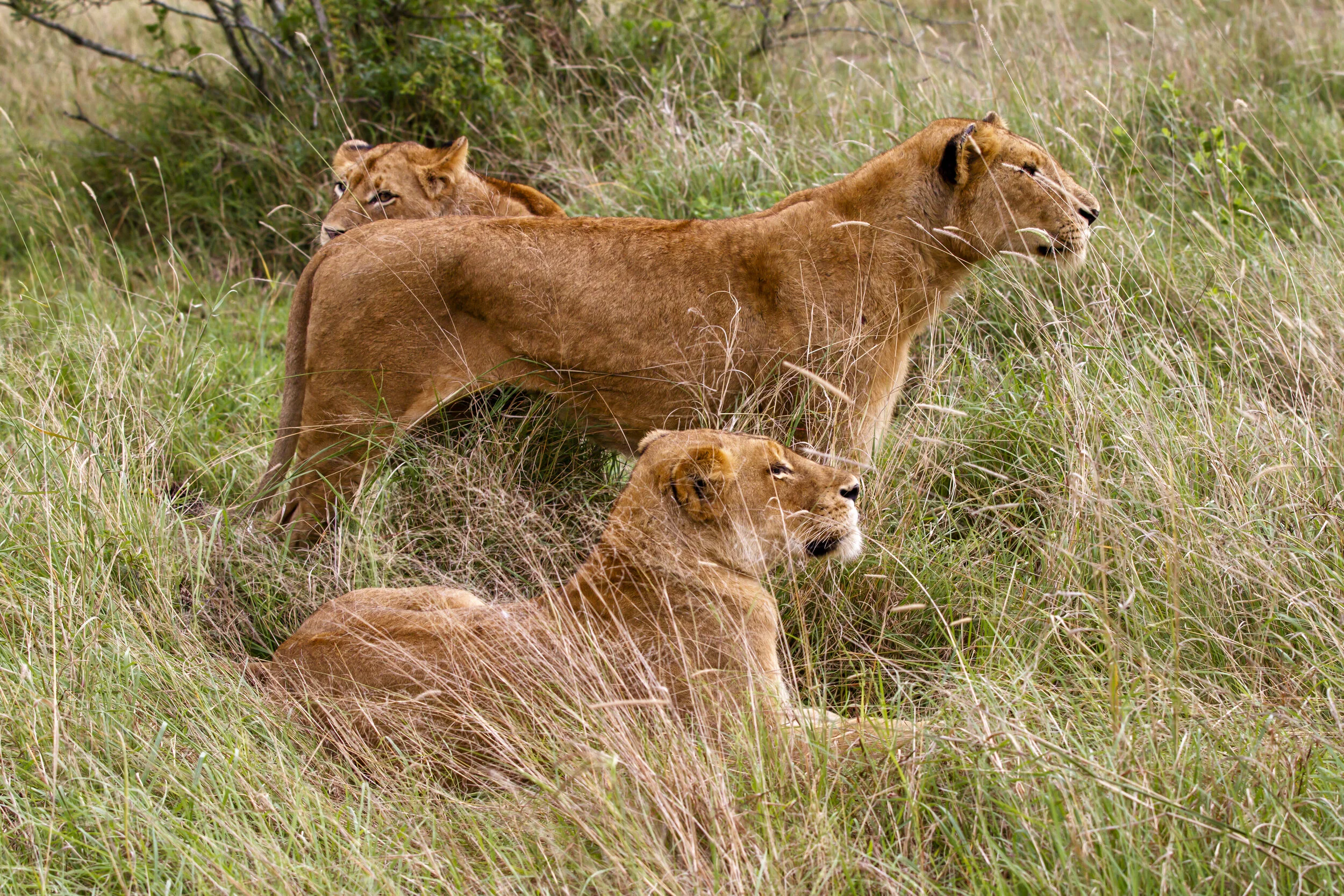 DAY 6 GAME DRIVE_14.JPG