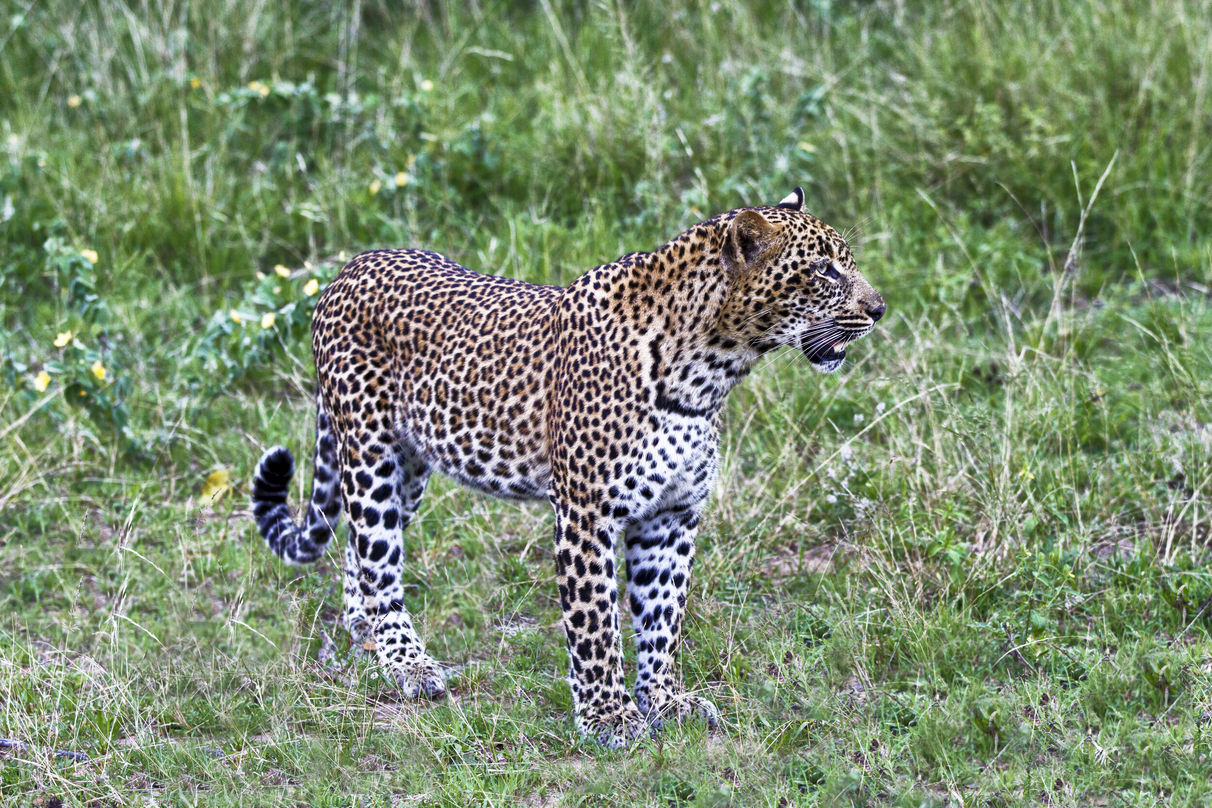 Leopard II.JPG