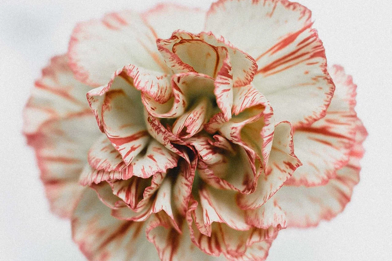 FLOR-OK.jpg