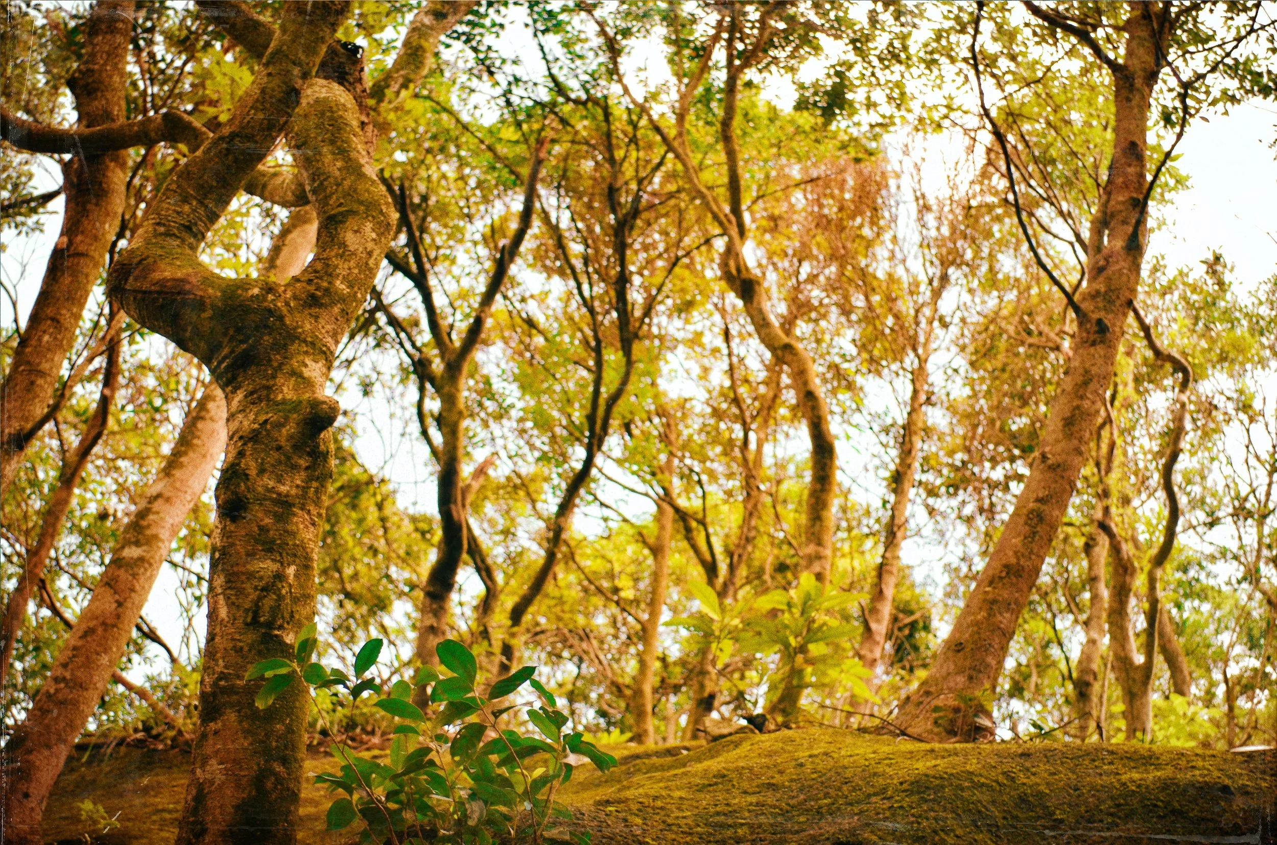 Vegetal series: "VEGETAL1"