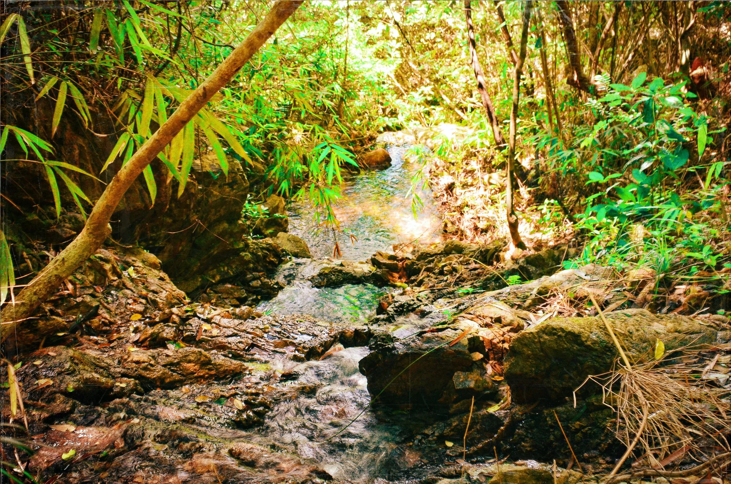 Vegetal series: "THE STREAM"