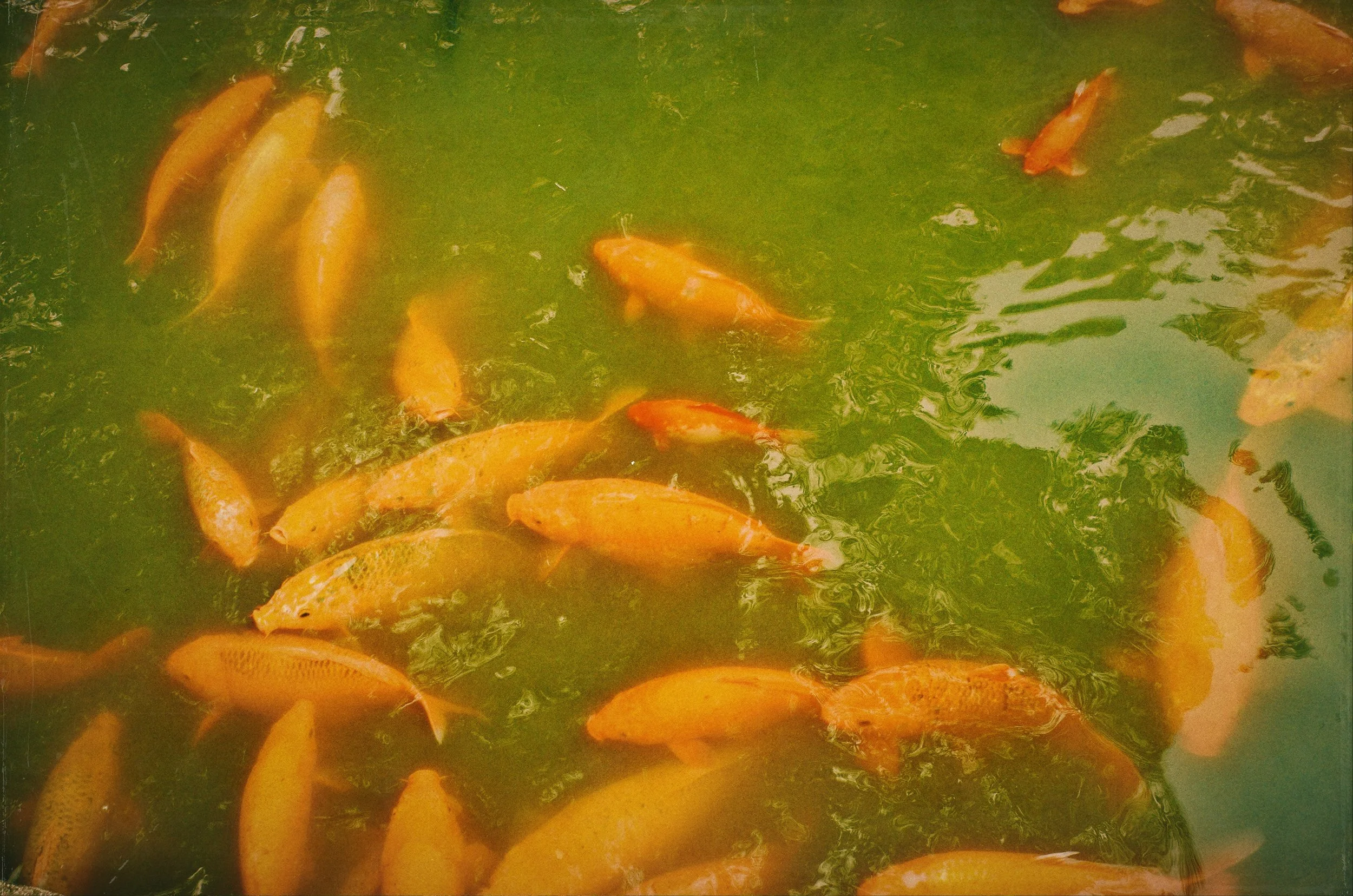 "KOÏS/GOLDFISHES"