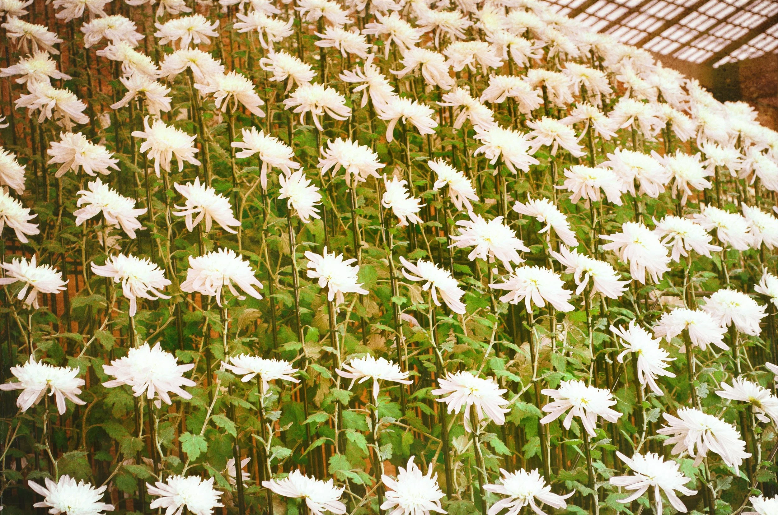 "FLORAL FINESSE: WHITE-LIKE DAISIES"