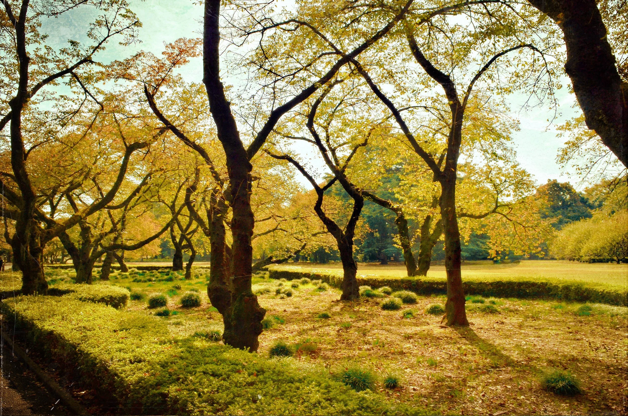 "GYOEN: PHOTOSYNTHETIC PATH 1"