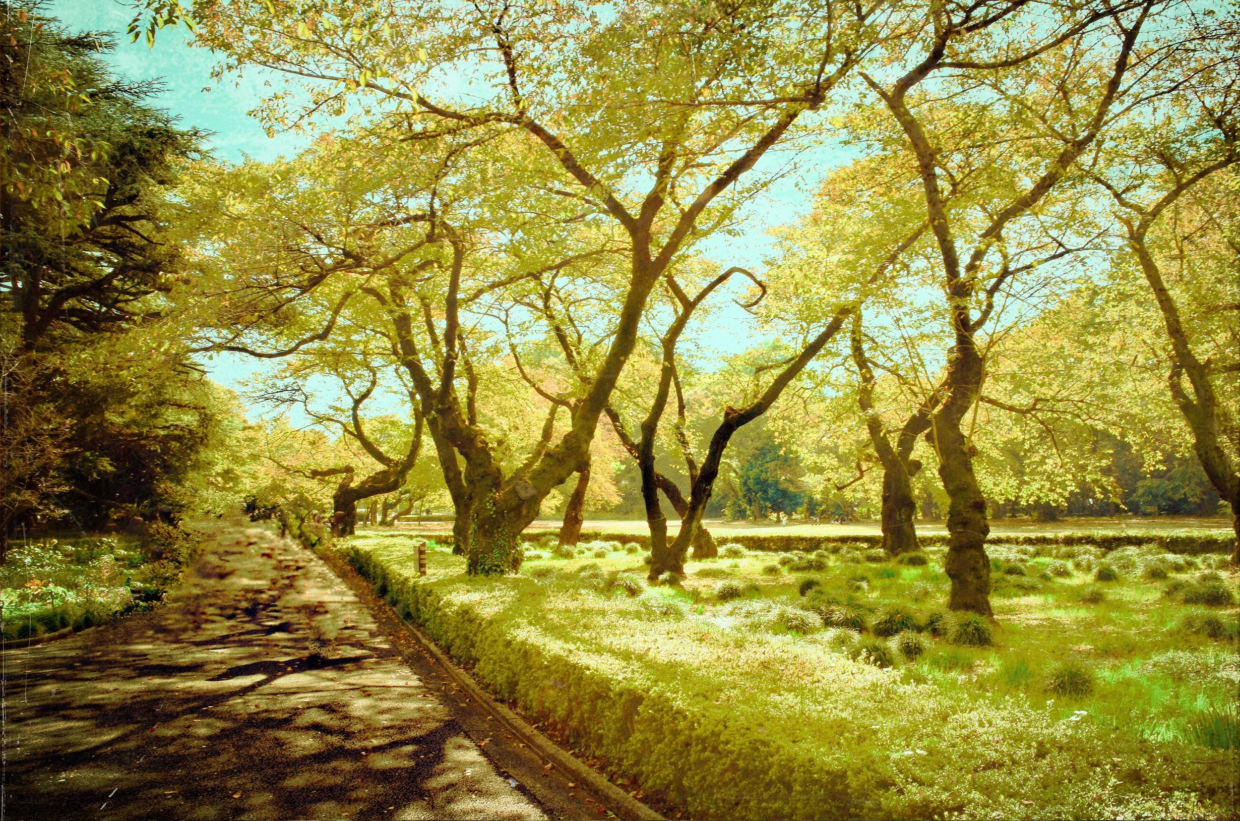 "GYOEN: PHOTOSYNTHETIC PATH 2"