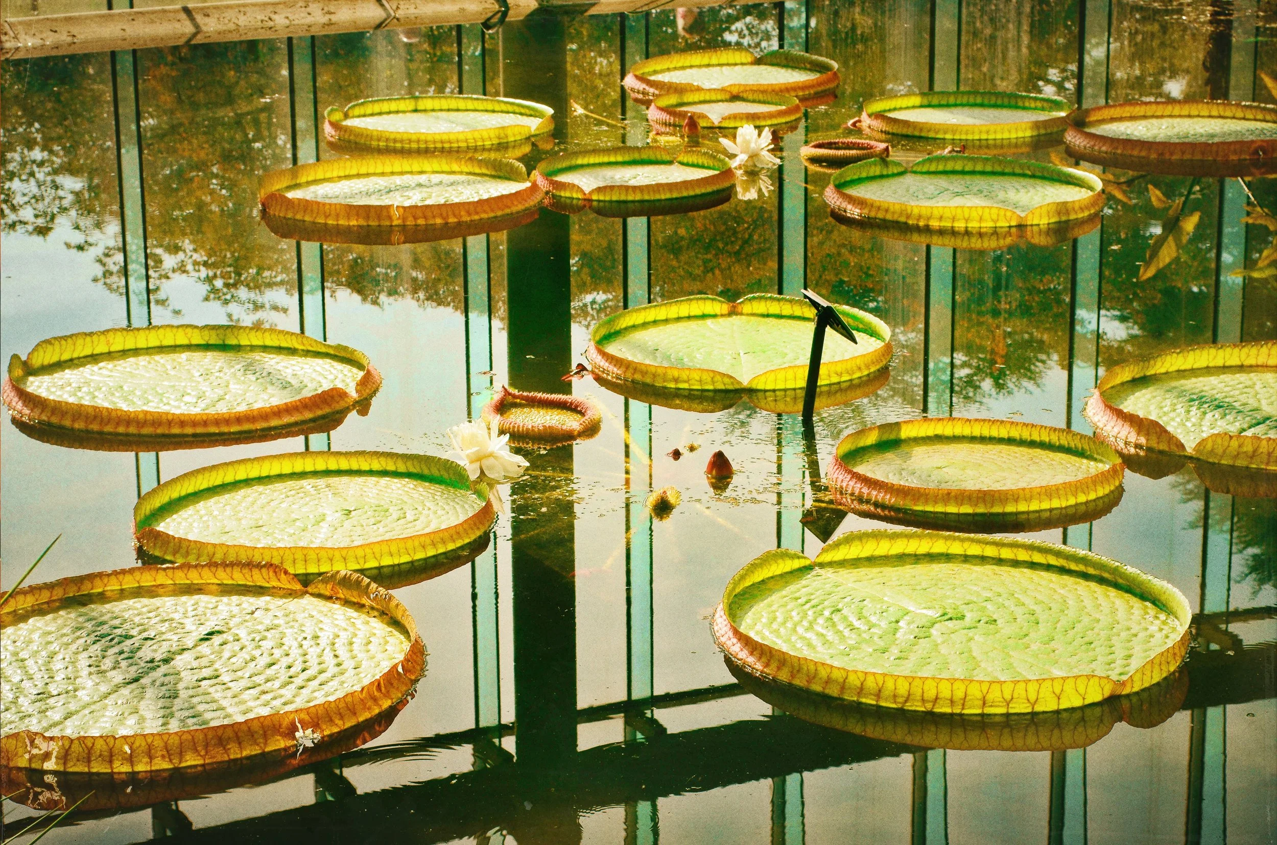 "WATERLILIES"
