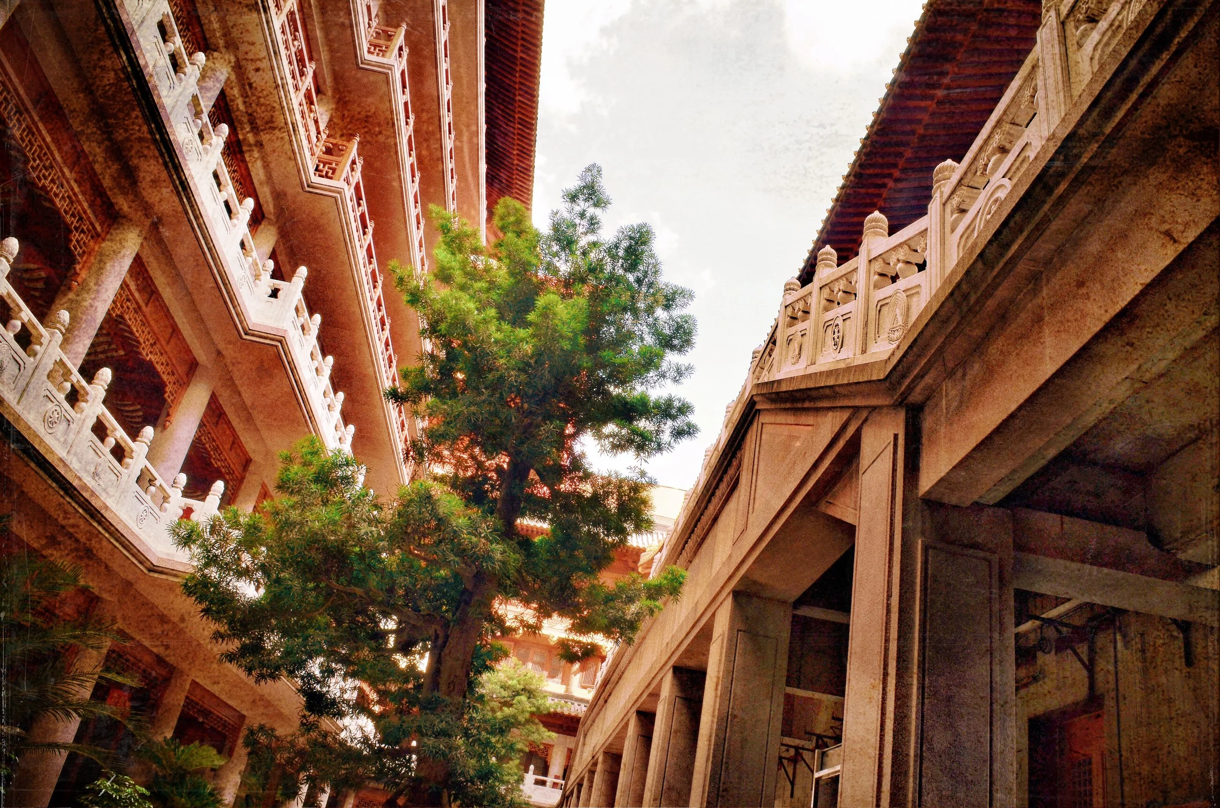 "JING'AN BIG BONZAI 1"