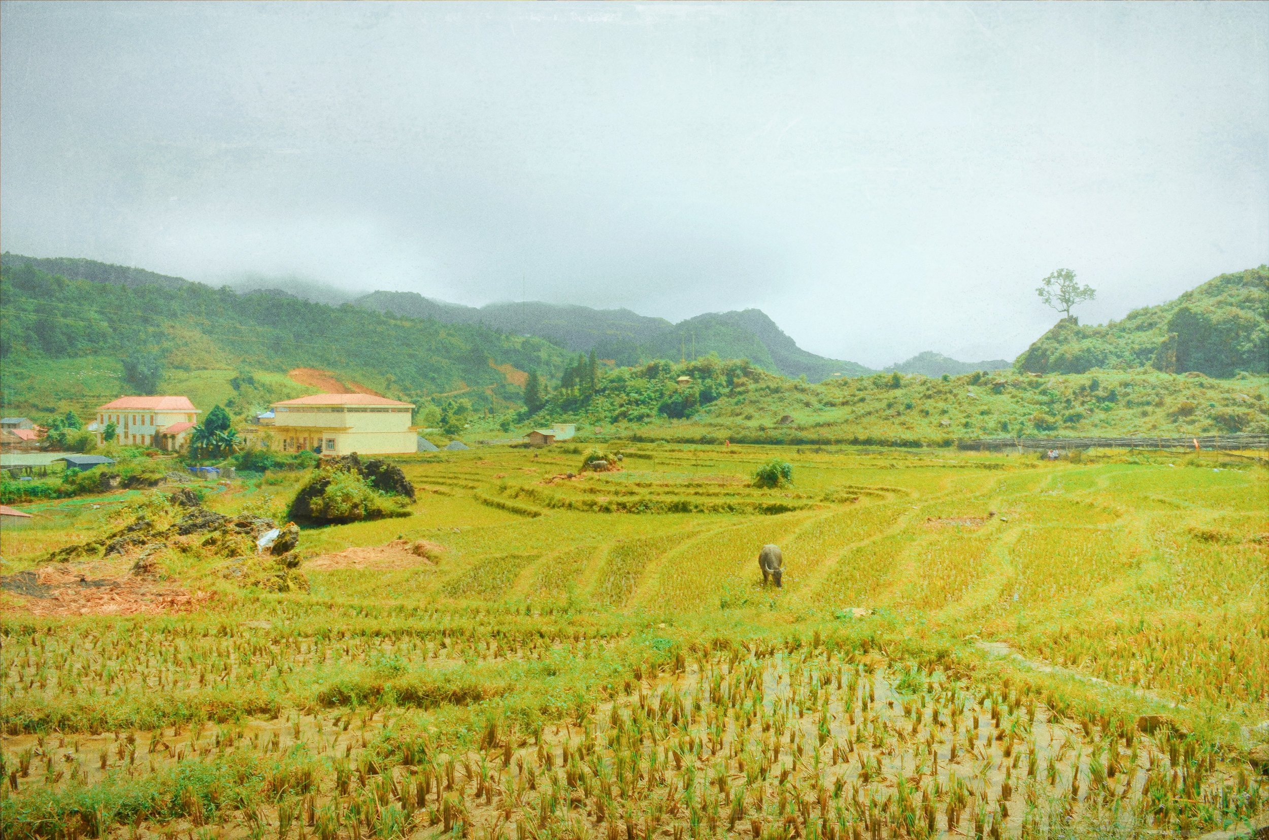 "SAPA"