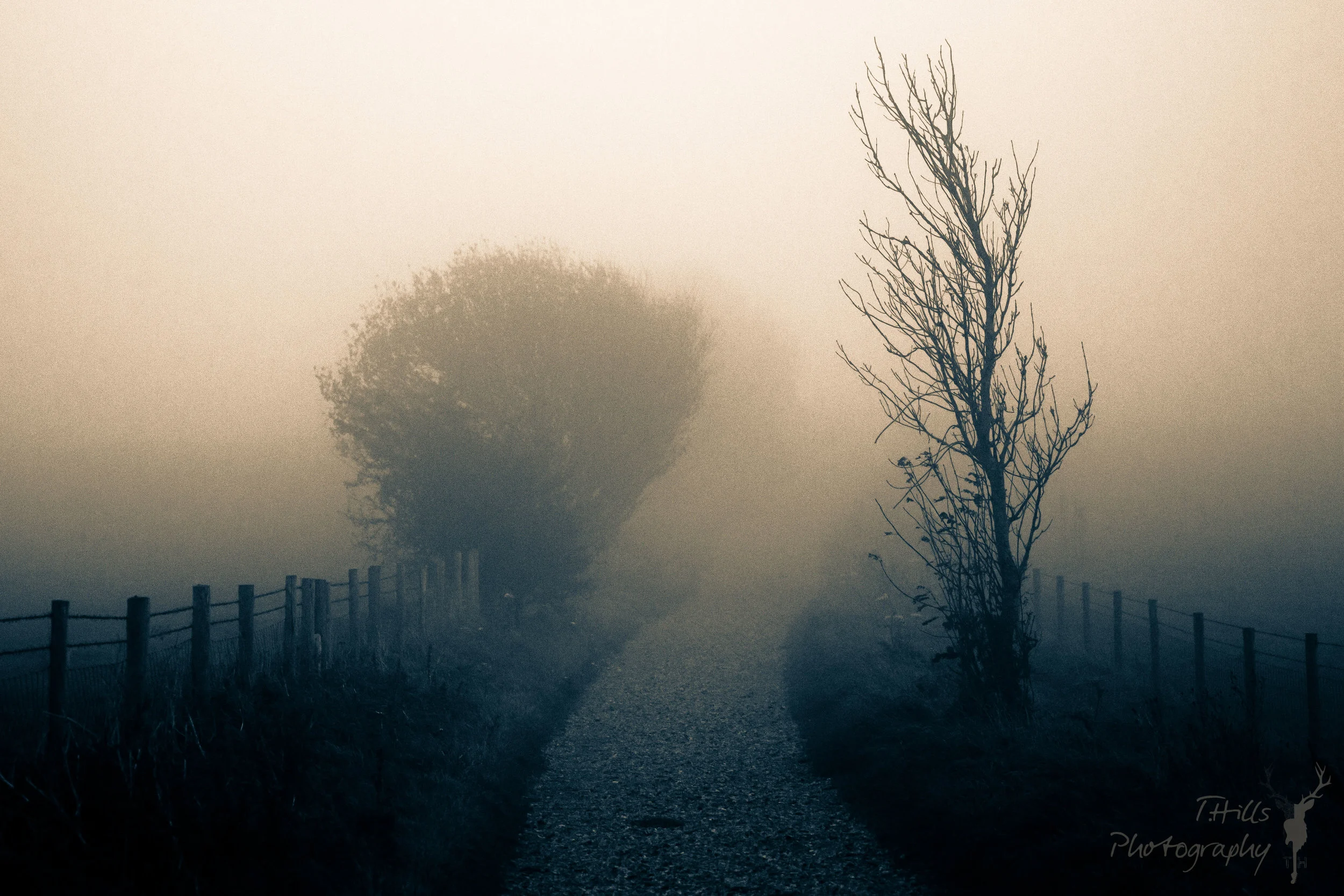 foggy tree.jpg