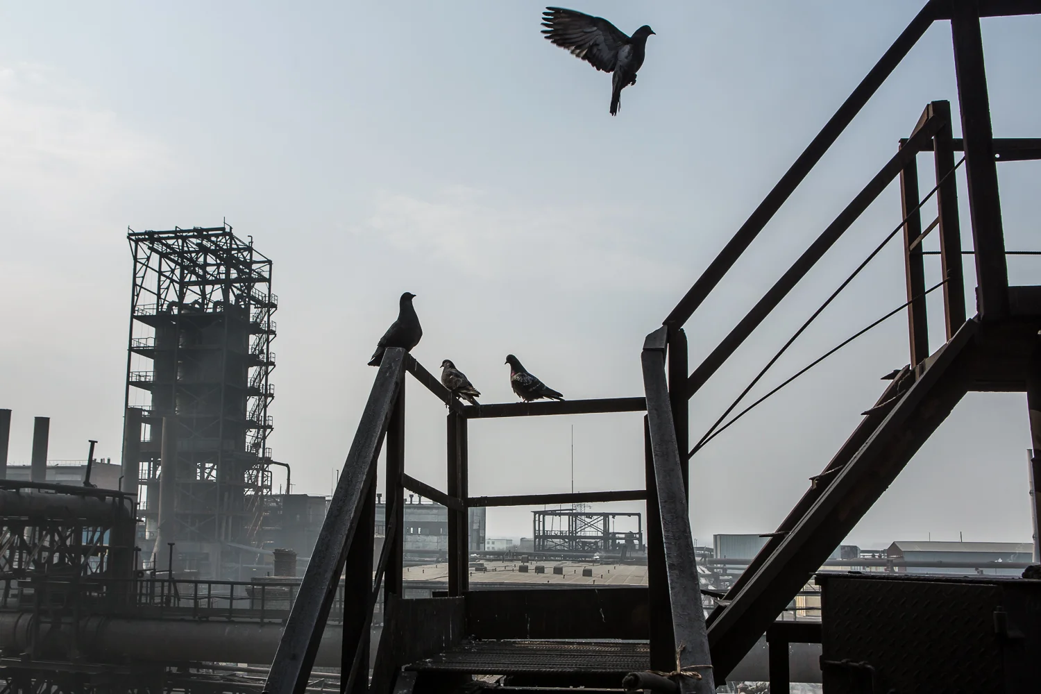 Pigeons sit on a staircase at the Avdiivka Coke and Chemical Plant in Avdiivka, Donetsk region, Ukraine on March 13, 2017