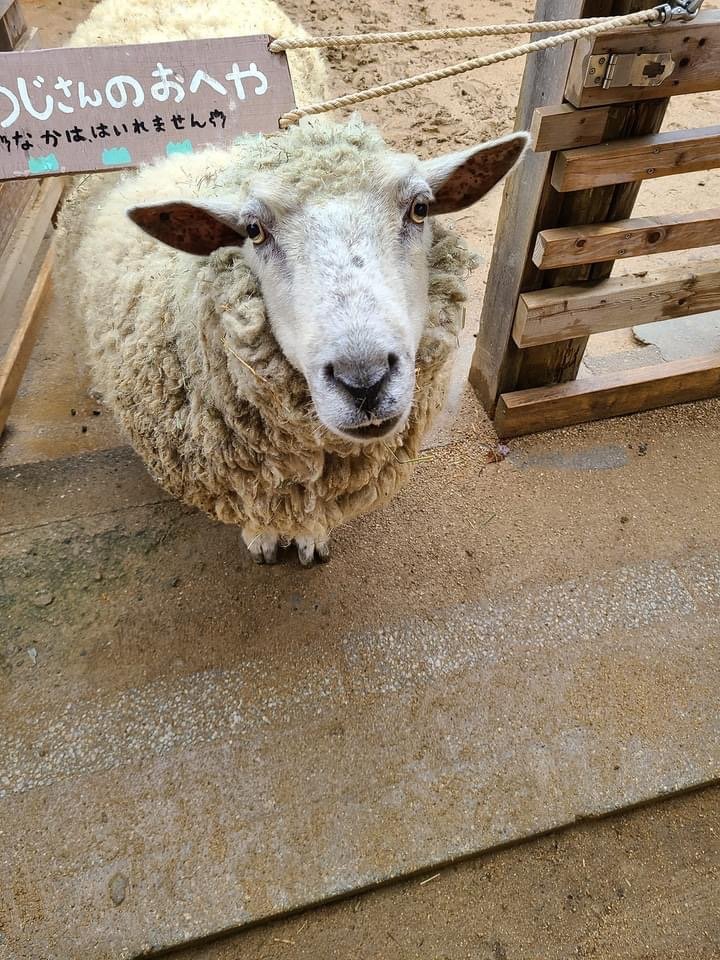 ドイツ語生徒からの声 ドイツ語で動物園 神戸 王子動物園 German In Tokyo