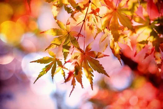Ayurvedic Yoga for Autumn