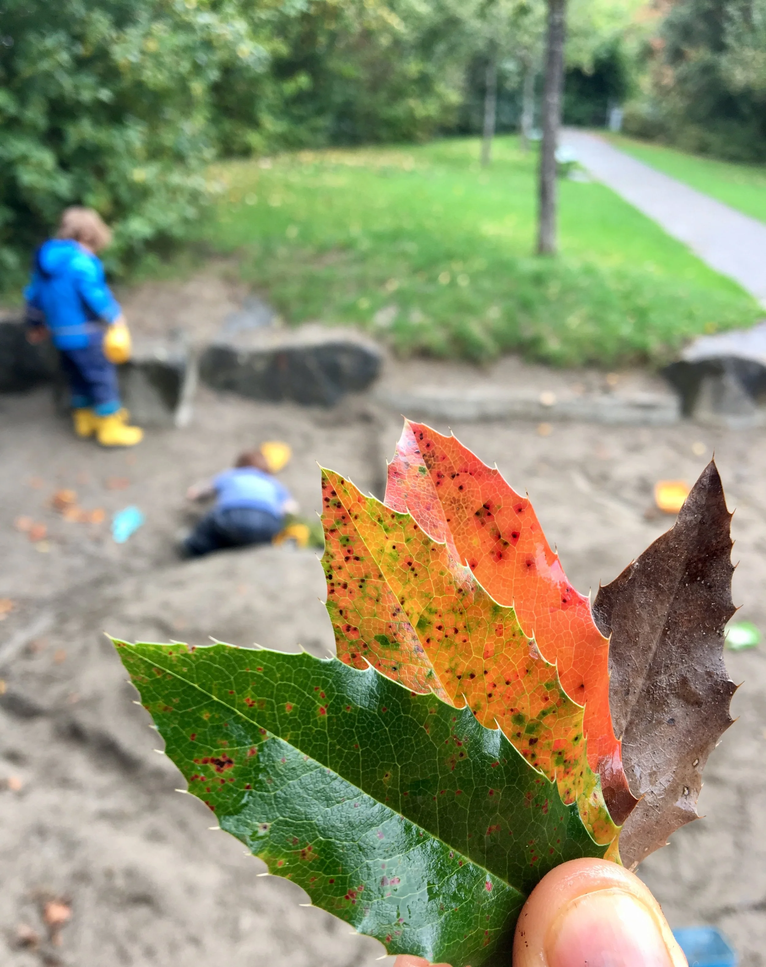 Autumn colours leaves.jpg