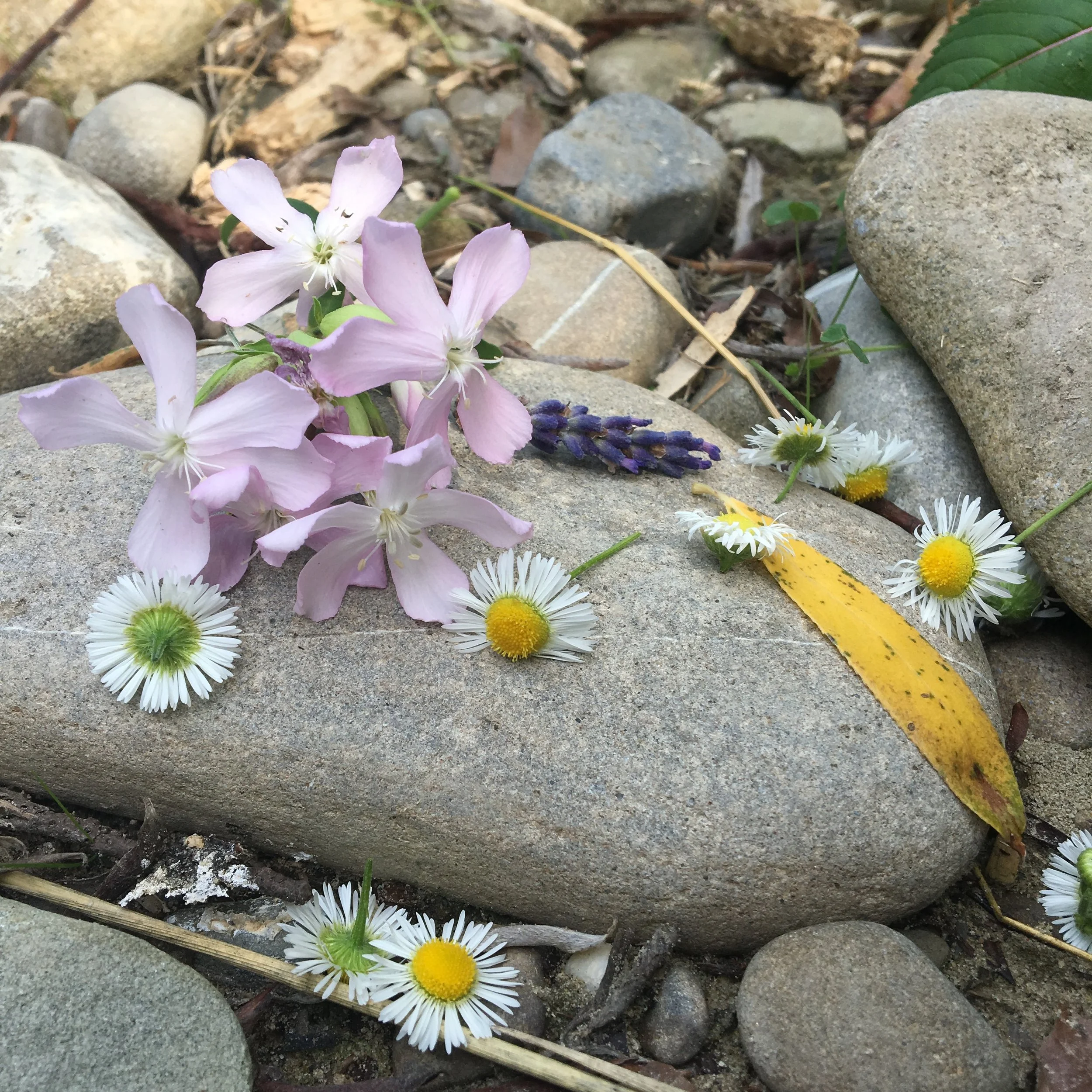 The Moon and Enlightenment - A Woman's legacy