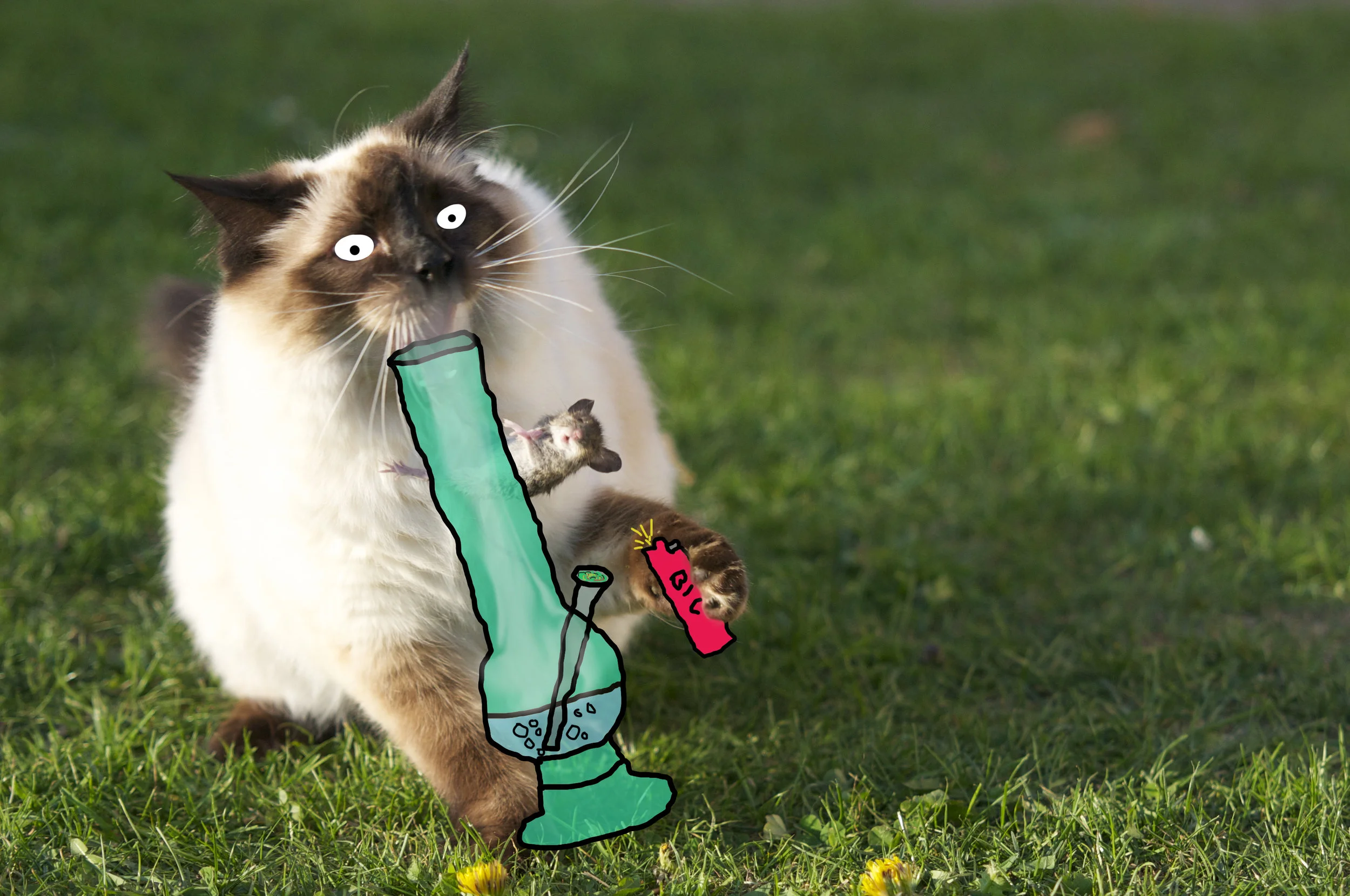 bong cat.jpg