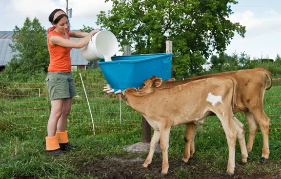 Calves 3-Jenn feeding calves.jpg