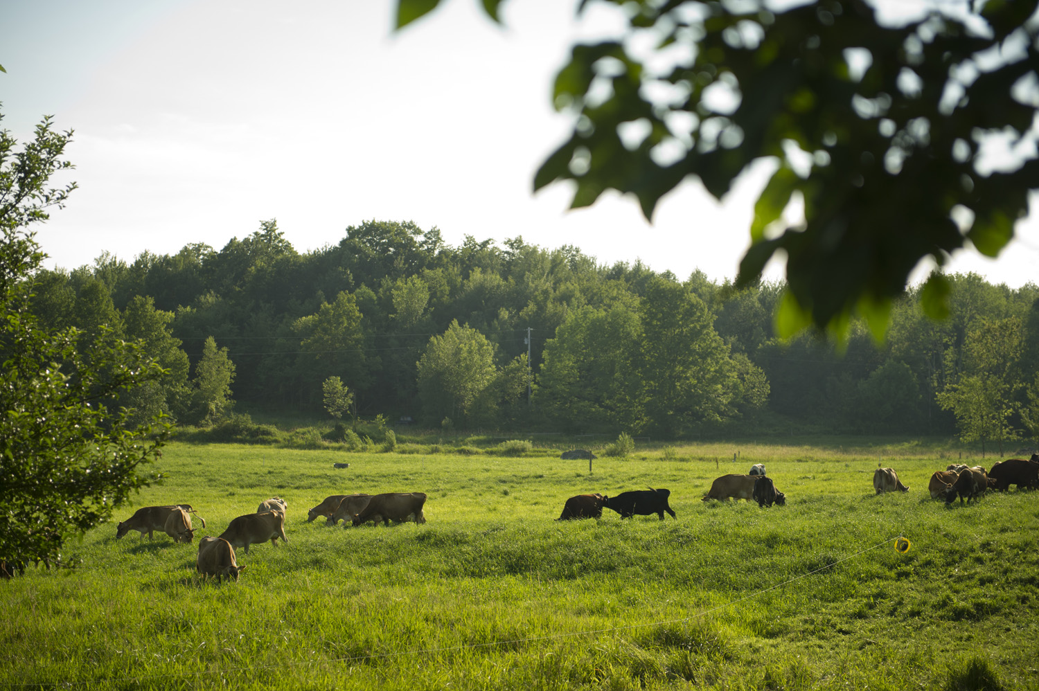 cows in pasture.jpg