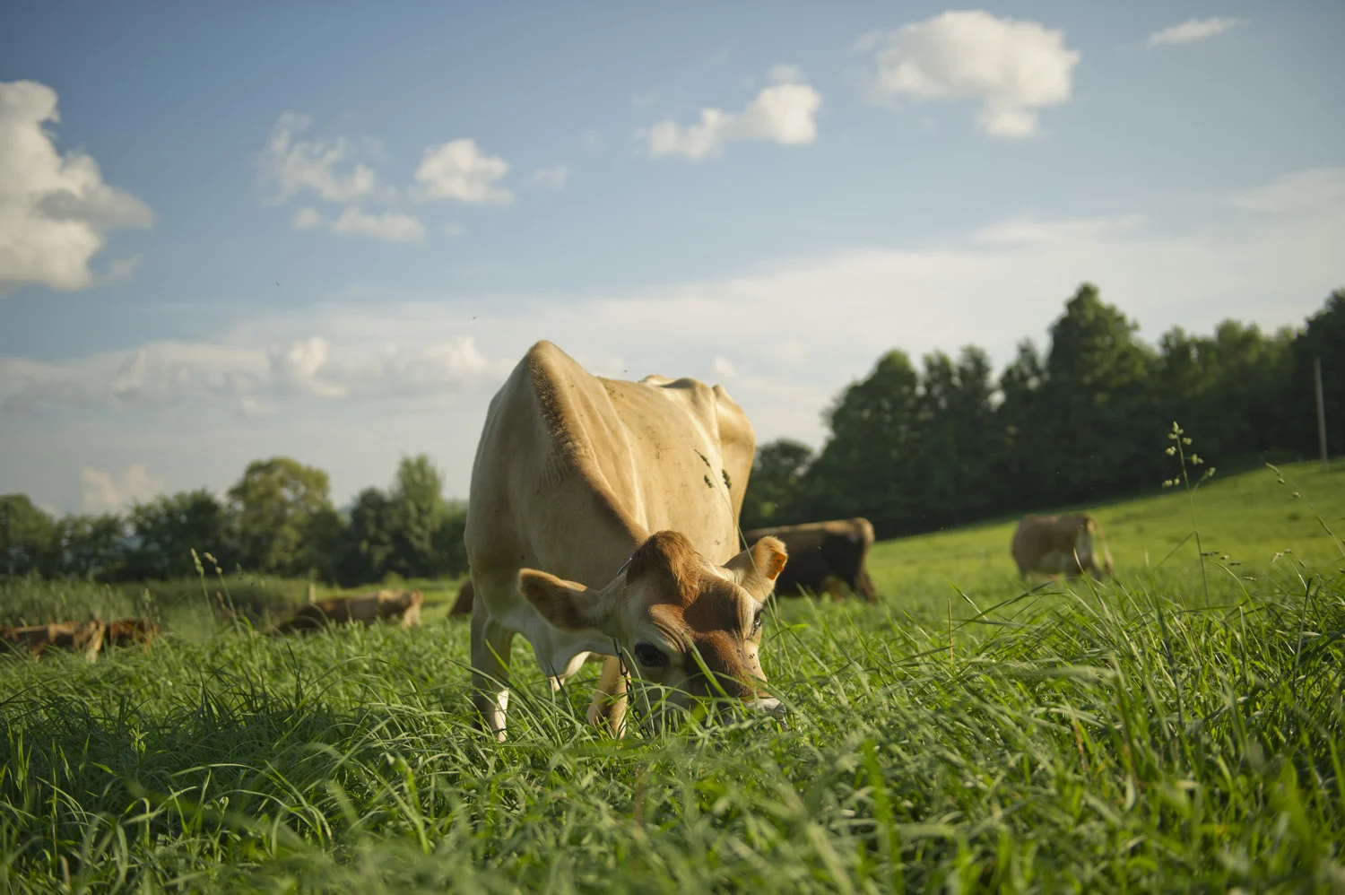 grazing.jpg