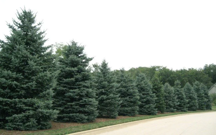 Picea pungens, hedge.jpg