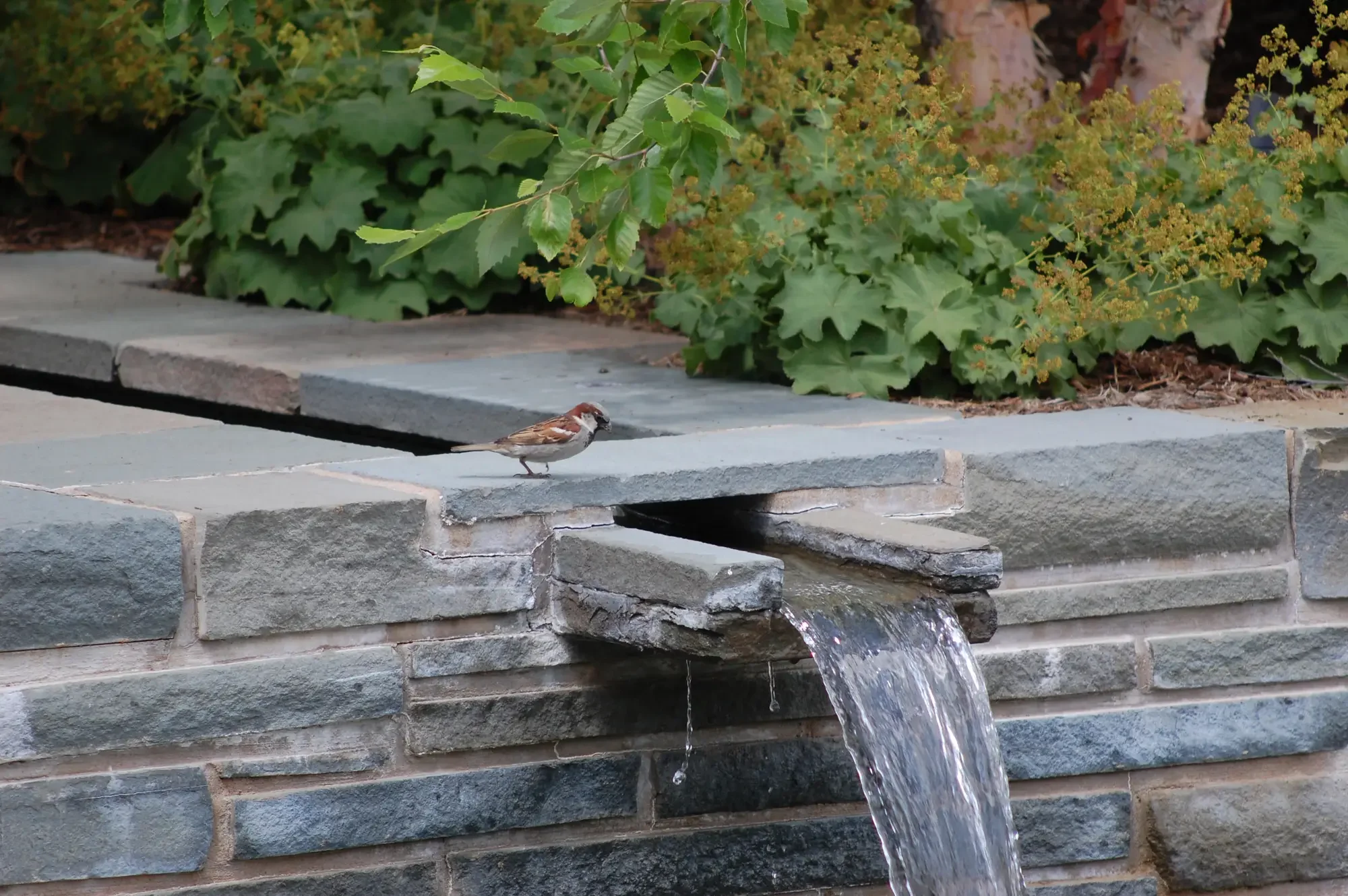 Sparrow perched on stacked stone water feature spout with water cascading at Harmony in Stone and Water by Green View in Illinois