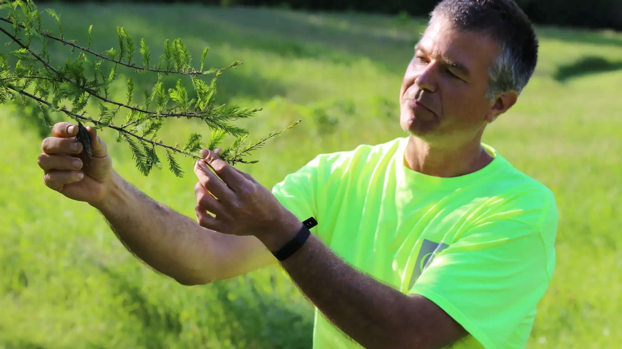 Certified arborist services by Green View, Central Illinois