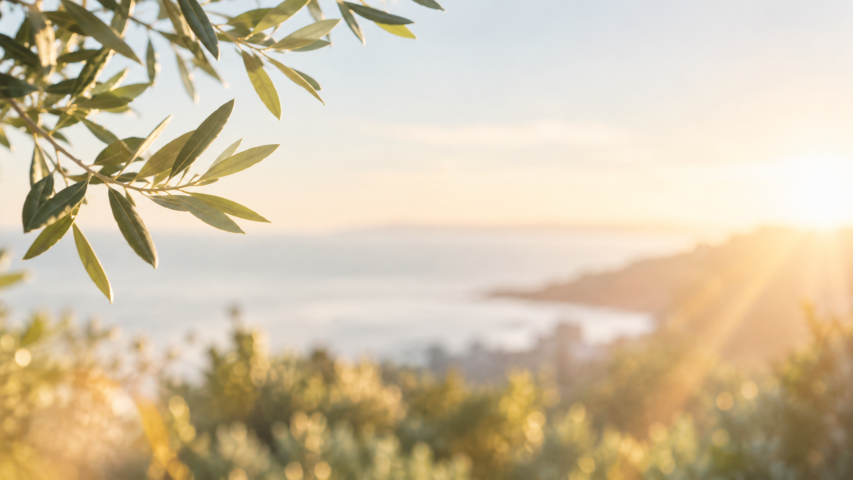 Golden Olive Branch at Sunrise.png