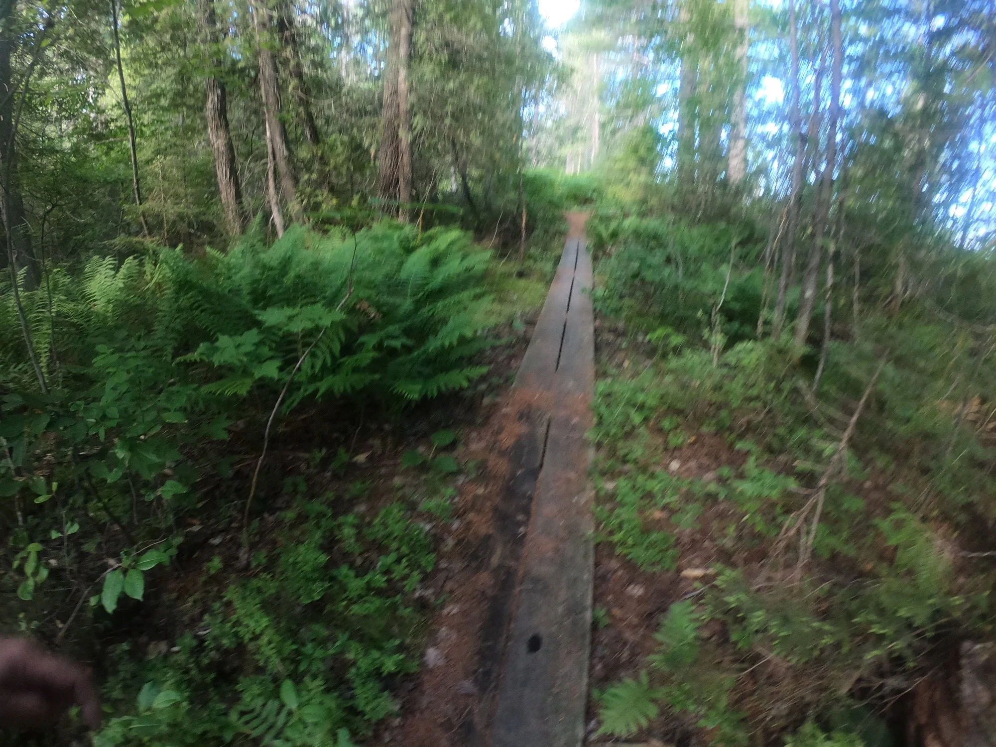 Forest.jpg