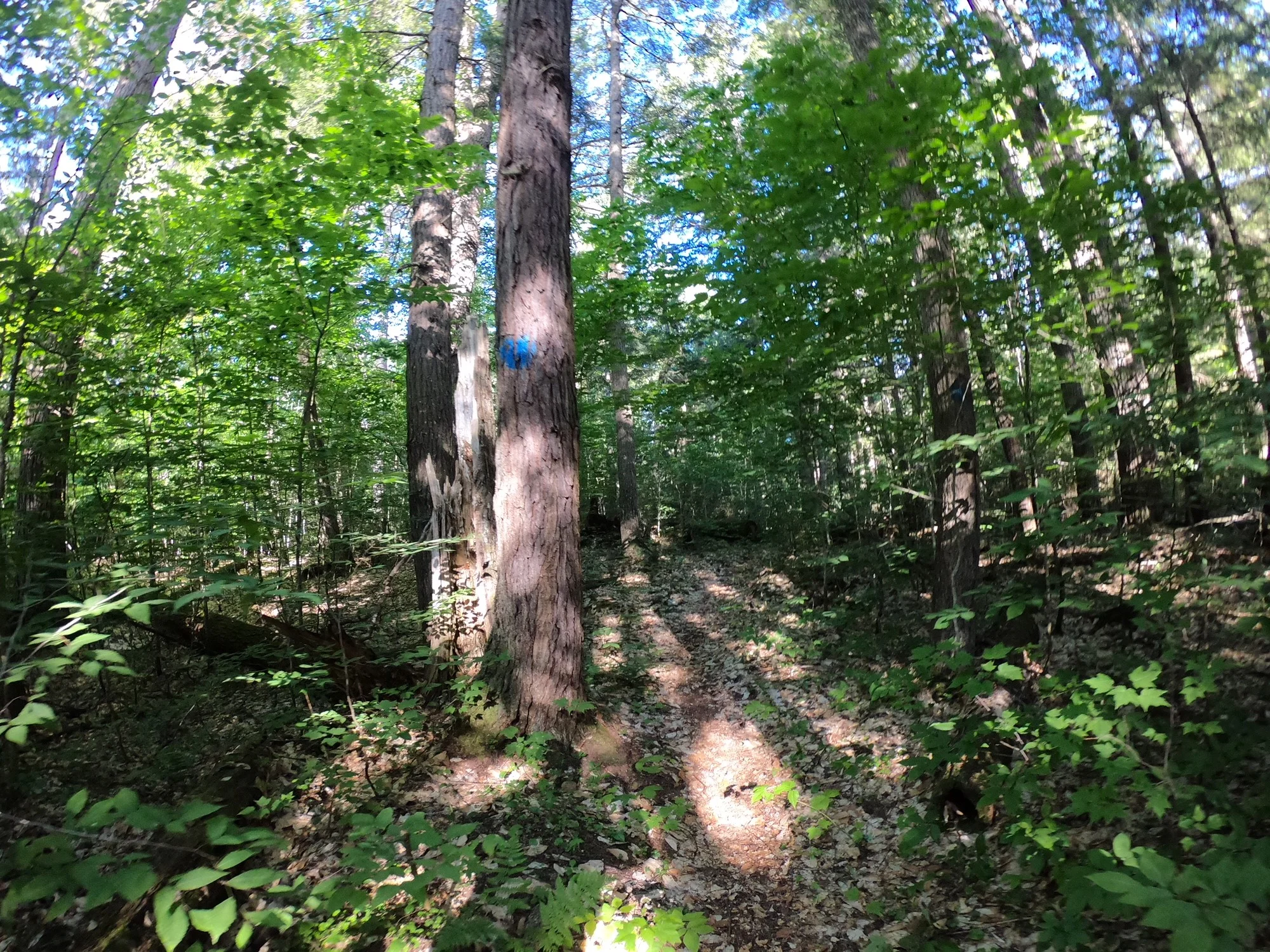 Trail.jpg