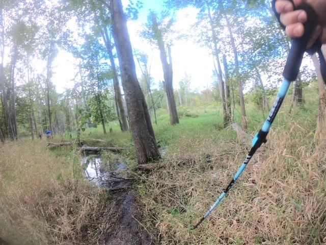 swamp1.jpg