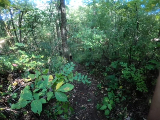 hill2.jpg