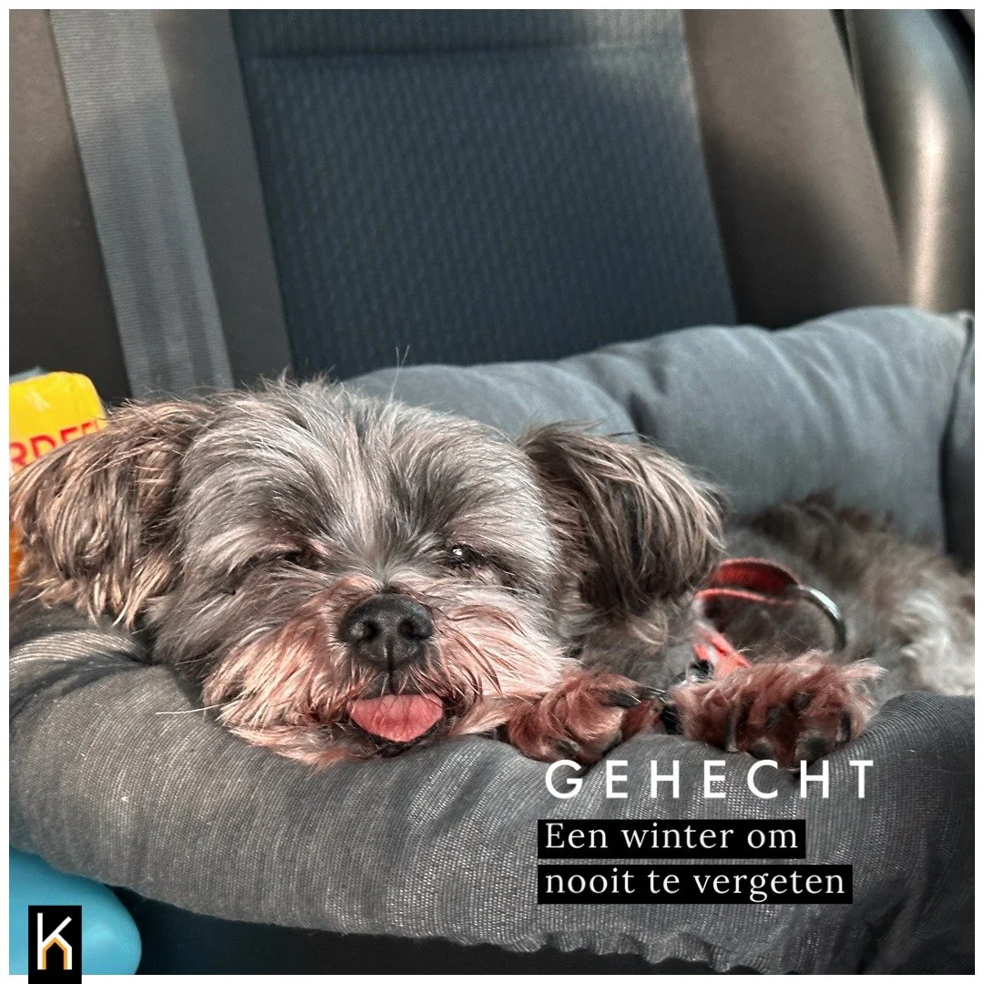 Op de valreep een tweede en laatste blog vanuit Portugal, maar zeker niet de laatste over Portugal ;) 

Ook op de valreep werd ons kleine hondenkind ziek, en waar we eerst dachten dat we een bezoek aan de dierenarts konden uitstellen tot we weer in N