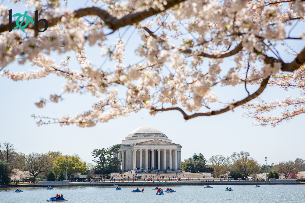 View of Jefferson Memorial with Cherry Blossoms, Washington, DC