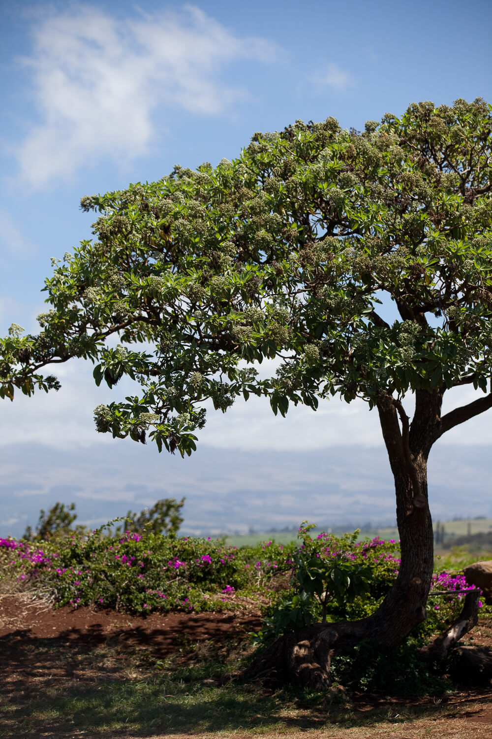  Maui, Hawaii 