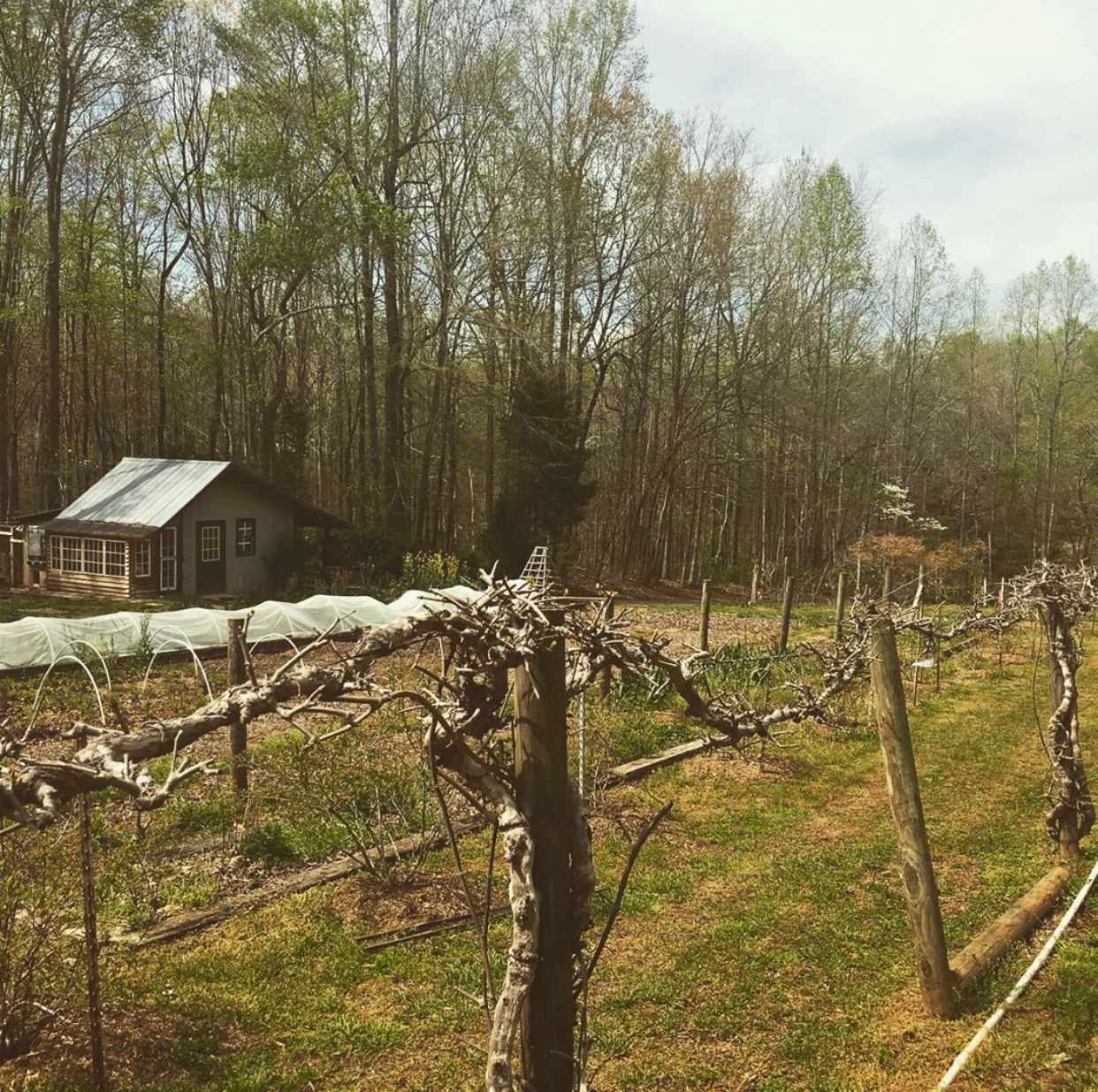 Sophia, NC