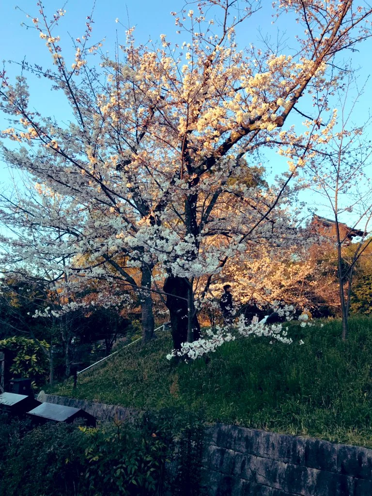 CherryBlossom.jpg