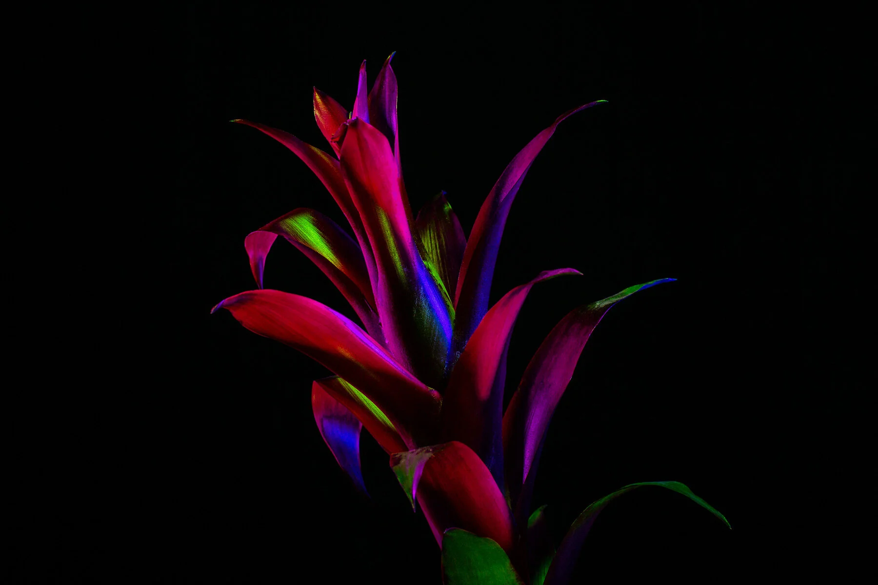 02-20_SL_SpaceFlowers_0515.jpg