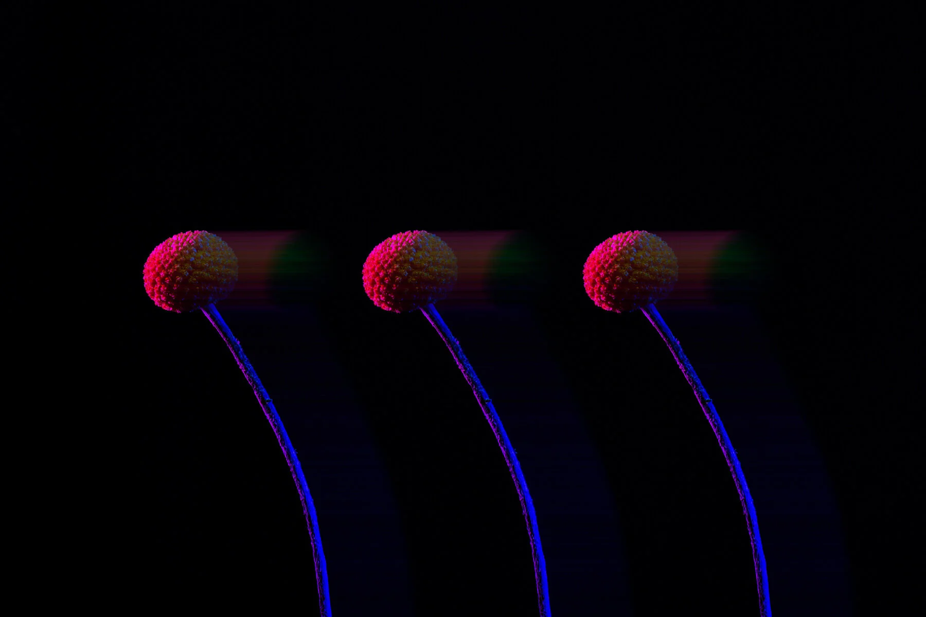 02-20_SL_SpaceFlowers_0489-1-Website Resize-2.jpg