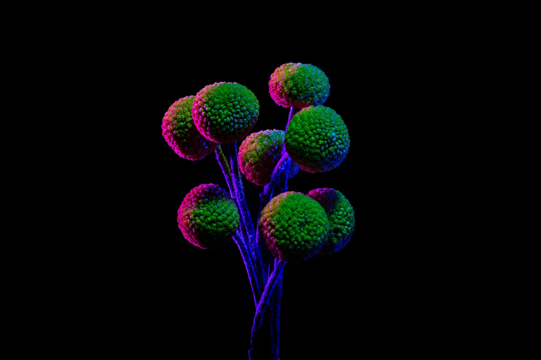 02-20_SL_SpaceFlowers_0549.jpg
