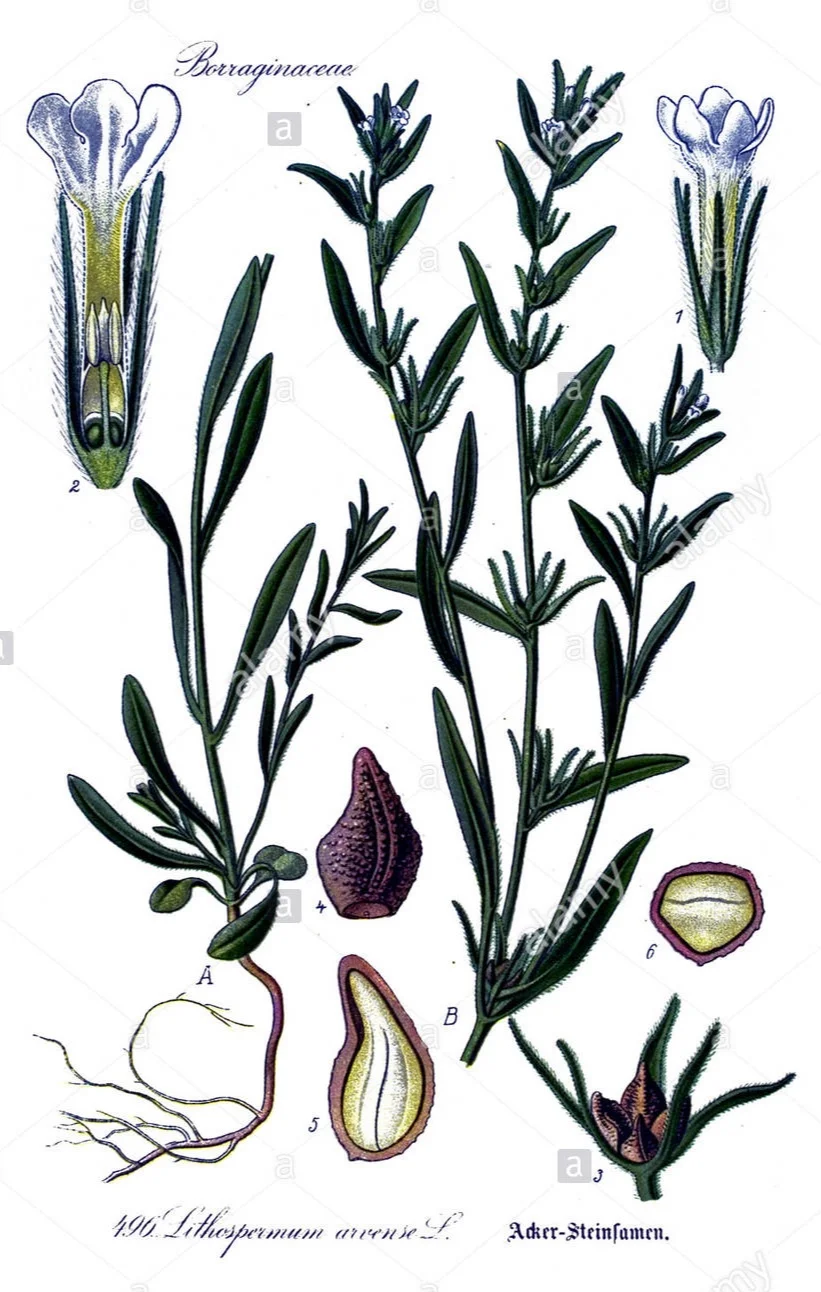 자초 Jacho or Gromwell plant